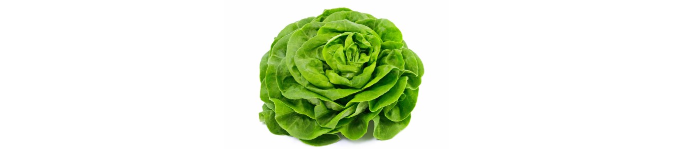 SALADES