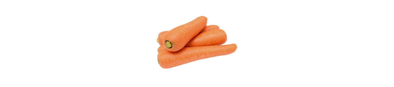 CAROTTES