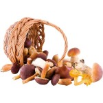 CHAMPIGNONS