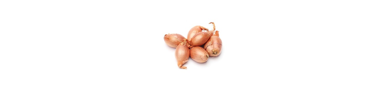 ECHALOTTES
