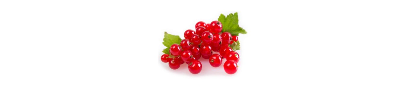 GROSEILLES