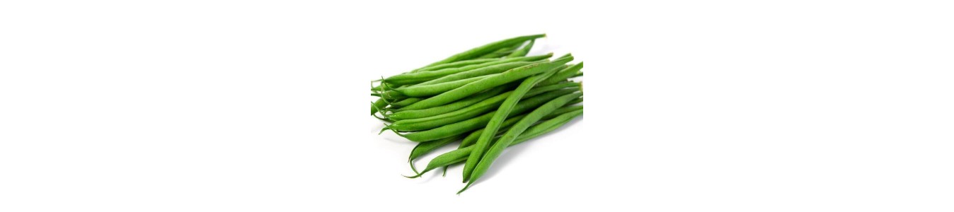 HARICOTS