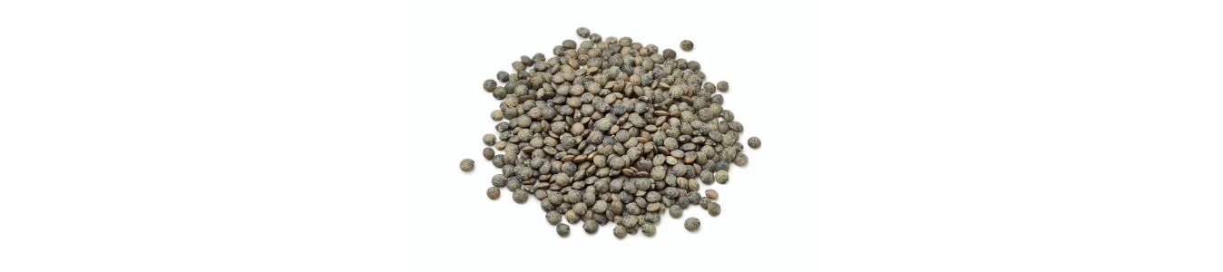 LENTILLES
