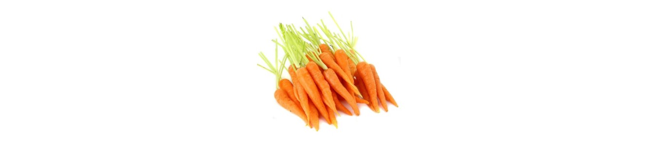 CAROTTES