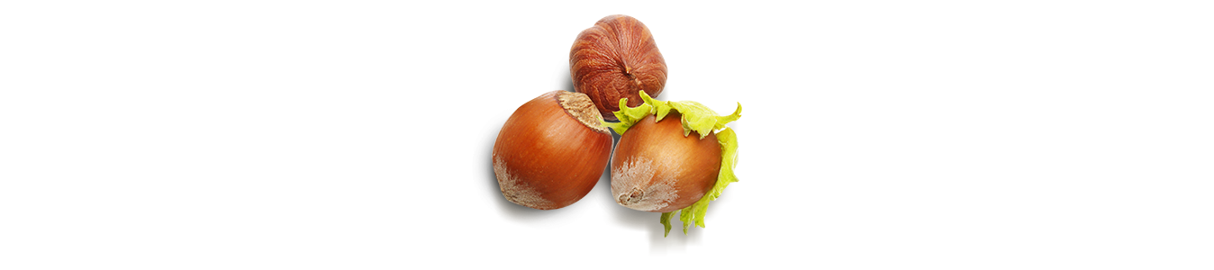 NOISETTES