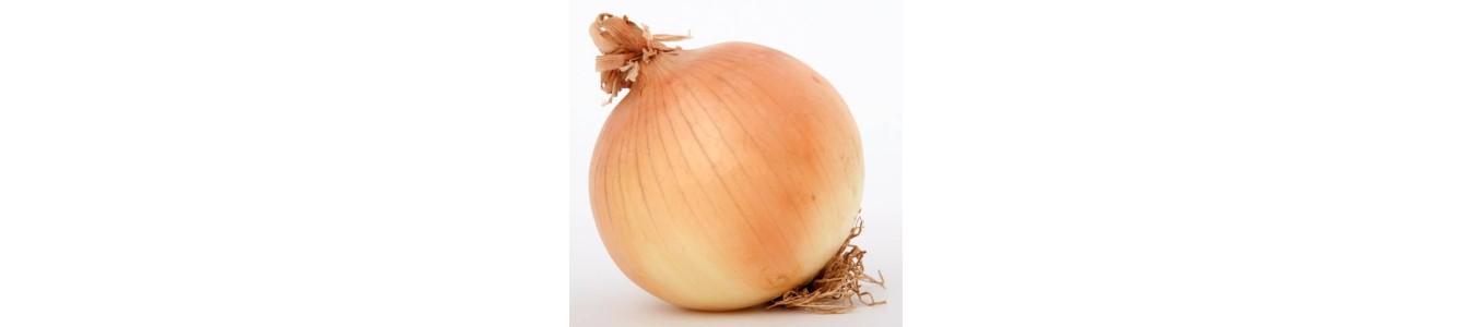 OIGNONS