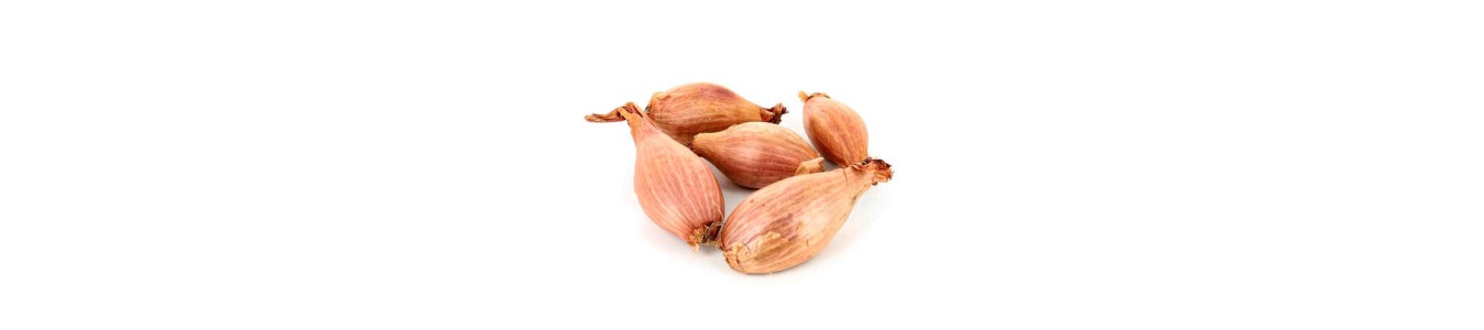 ECHALOTTES