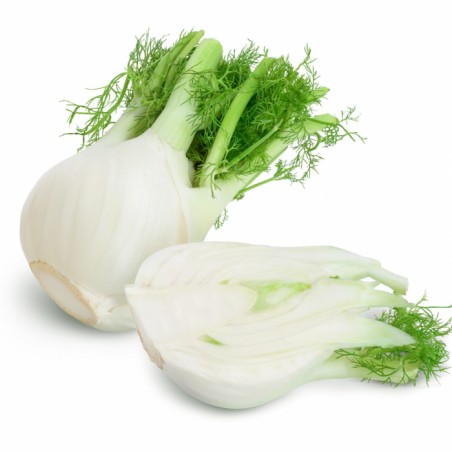 Tranches de fenouil - 1000g