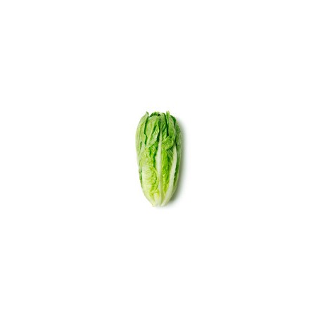 Laitue Romaine (10)