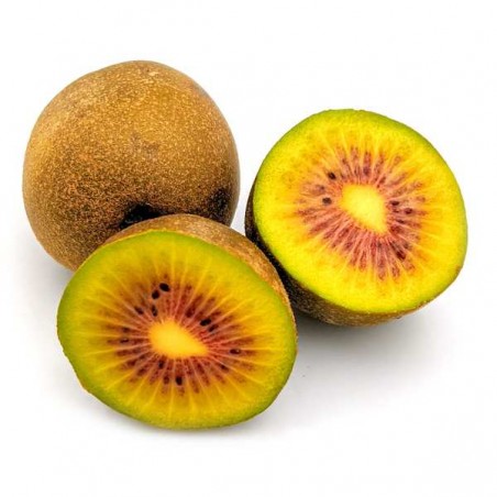 Kiwi rouge (22)