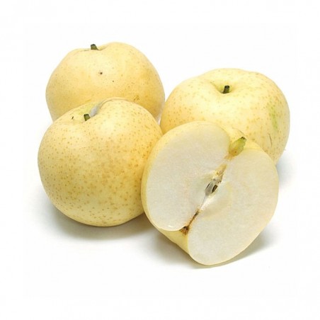 Poire nashi (10)