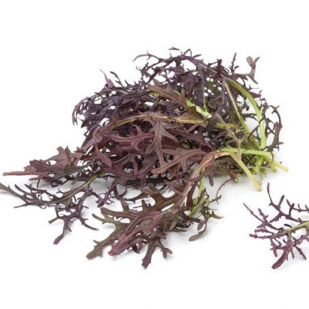 Mizuna (moutarde rouge) 125gr
