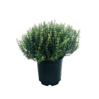 Thym pot (12)
