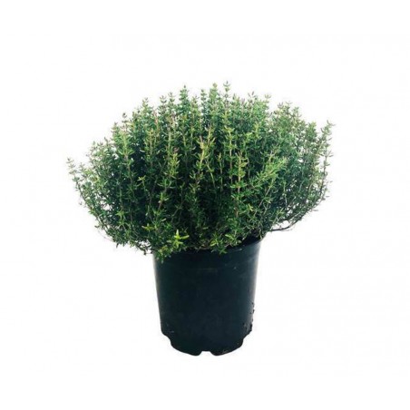 Thym pot (12)