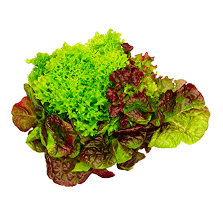 Salade tricolore emballee (8)