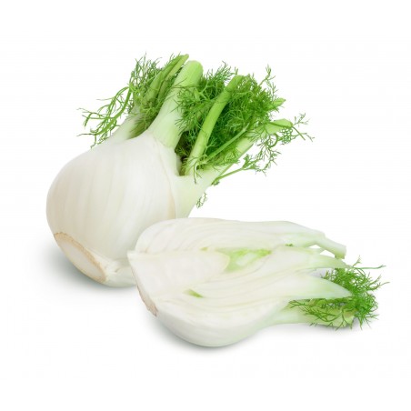 Fenouil (8)