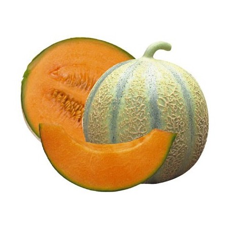 Melon charentais Belac (12)