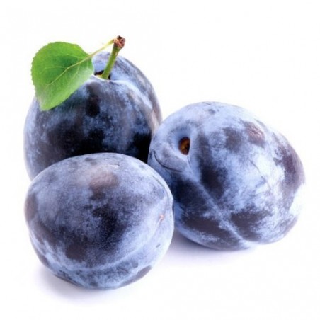 Prunes Quetch (10)