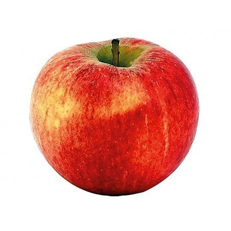 Pomme Wilton Star bio (11)