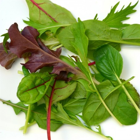Mesclum lavé 500g (V)