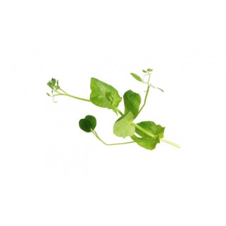 Shiso Crazy Pea (2)