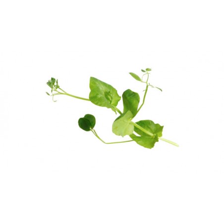 Shiso Crazy Pea (2)