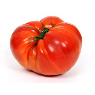 Tomate coeur de boeuf (5.7)