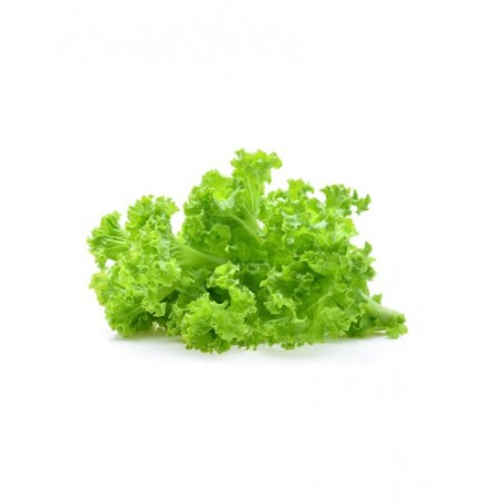 lollo verte coupée 500g (A)