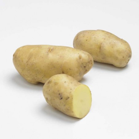 Pdt Nicola 2,5kg
