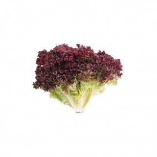 Salade lollo rouge 500gr (A)