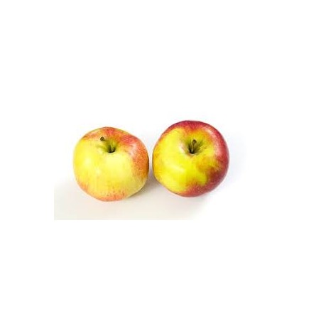 Pomme Santana bio (11)