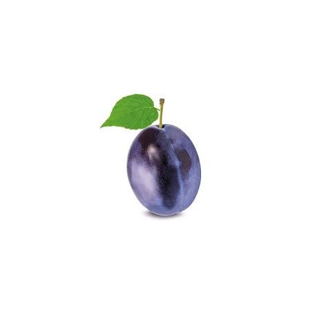 Prune President (10)