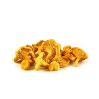 Champignon Girolle (2.5)