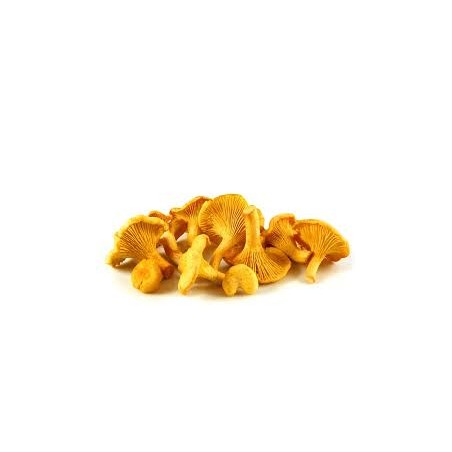 Champignon Girolle (2.5)