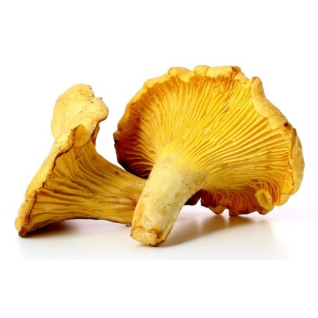 Champignon Girolle clou(3)