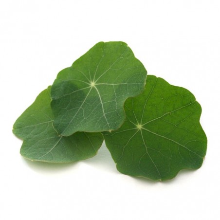 Feuilles capucine comestible ravier 20g