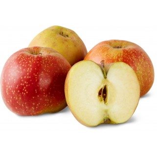 Pomme Boscoop (15)