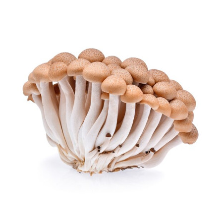 Champignon Shimeji brun 150gr (20)