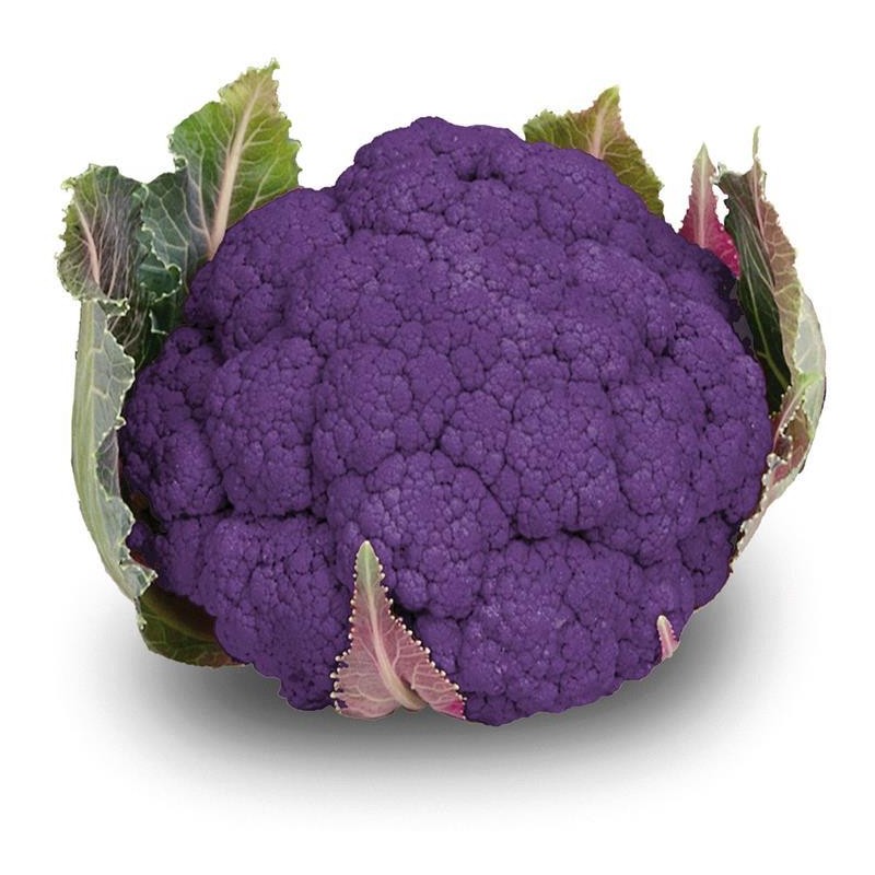 Chou fleur mauve (6)