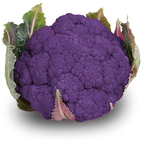 Chou fleur mauve (6)