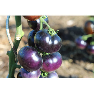 Tomate blue (4.5)