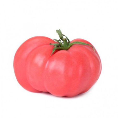 Tomate Rosa (4.75)