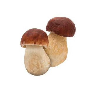 Champignon cèpe  (2.5)