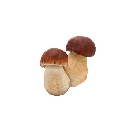 Champignon cèpe  (2.5)