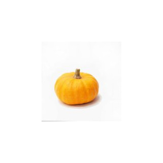 Potiron mini Jack orange Little (12)