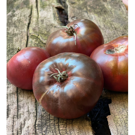 Tomate Cherokee (4.5)