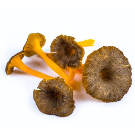 Champignon chanterelle  (2.5)