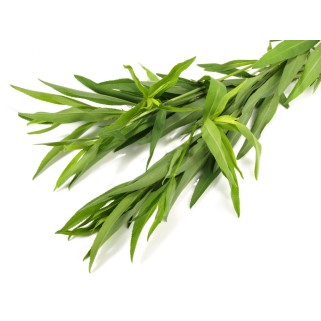 Estragon ravier 20g