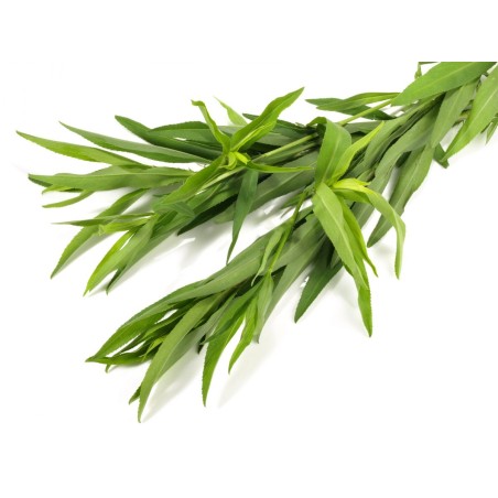 Estragon ravier 20g