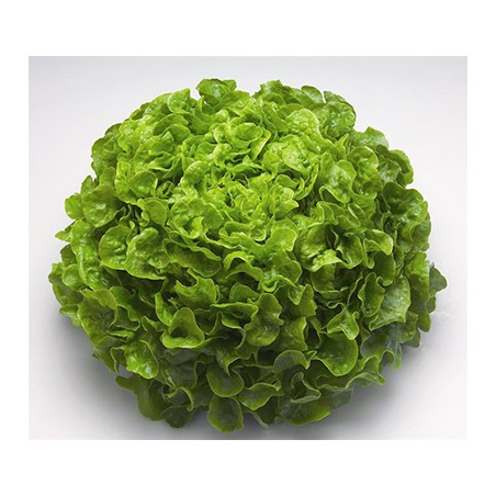 Feuille de chene verte emballee (8)